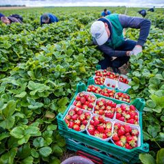 Agrarminister ohne Beschluss zum Mindestlohn. (Symbolbild) Foto: Jens Büttner/dpa-Zentralbild/dpa