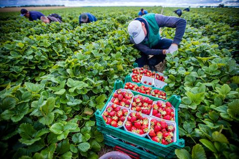 Agrarminister ohne Beschluss zum Mindestlohn. (Symbolbild) Foto: Jens Büttner/dpa-Zentralbild/dpa