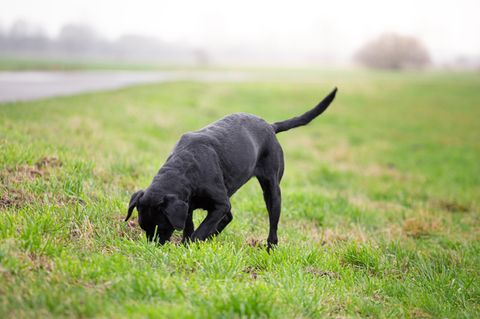 England: Hund gräbt im Garten