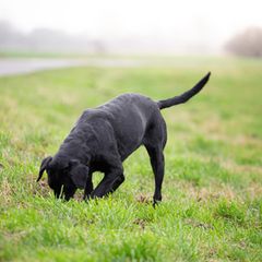 England: Hund gräbt im Garten