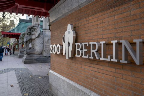 Im Berliner Zoo wurde die Newcastle-Krankheit nachgewiesen (Archivbild) Foto: Monika Skolimowska/dpa