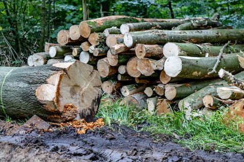 Die größere Holzerntemenge beruht auf einem stärkeren Einschlag von Laubbäumen. (Symbolbild) Foto: Axel Heimken/dpa