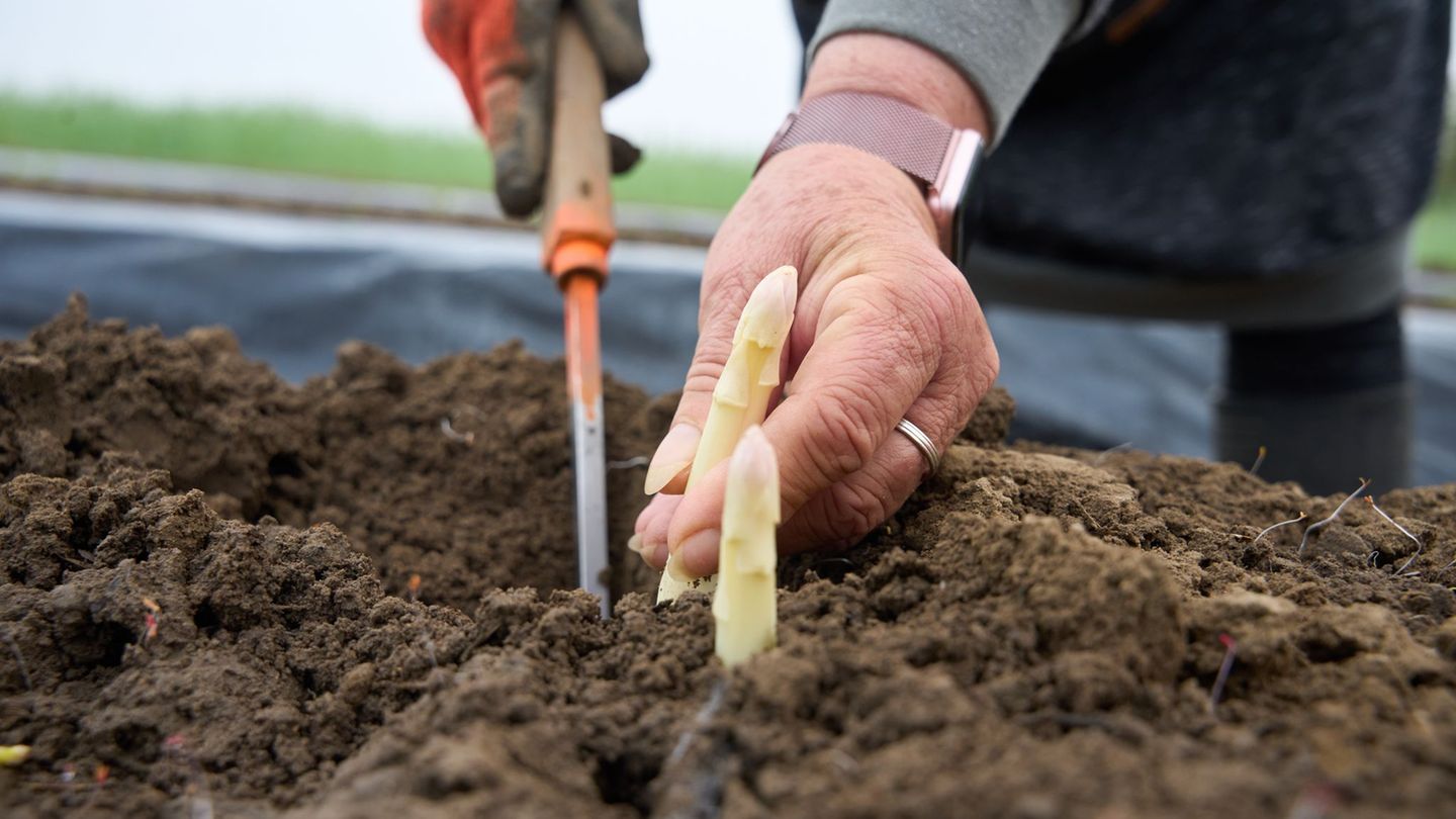 Der Spargel in diesem Jahr könnte wieder teurer werden. (Symbolbild) Foto: Thomas Frey/dpa