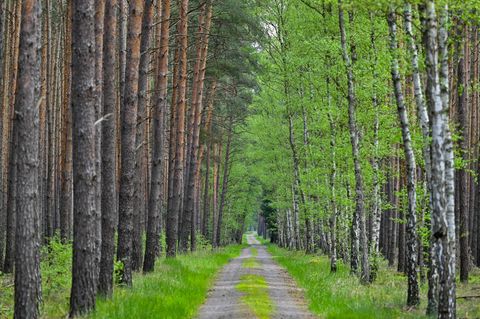 Wo Kiefern auf Birken treffen: Diese Allee verläuft im Wald bei Jacobsdorf in Brandenburg. (Archivfoto) Foto: Patrick Pleul/dpa