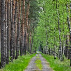 Wo Kiefern auf Birken treffen: Diese Allee verläuft im Wald bei Jacobsdorf in Brandenburg. (Archivfoto) Foto: Patrick Pleul/dpa