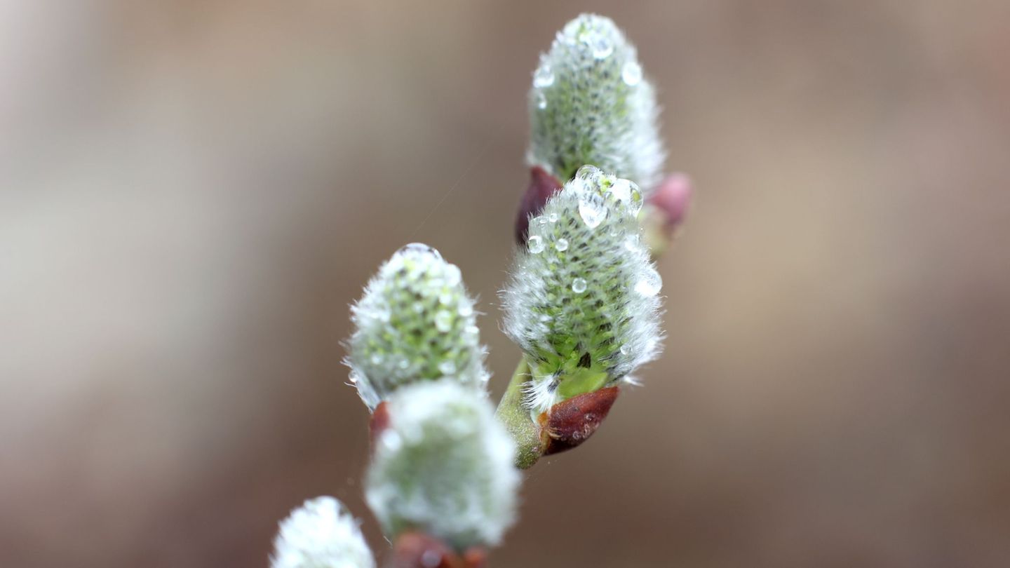 In Sachsen-Anhalt wird der Samstag regnerisch. (Archivbild) Foto: Matthias Bein/dpa