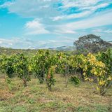 Am besten Bio und nachhaltig