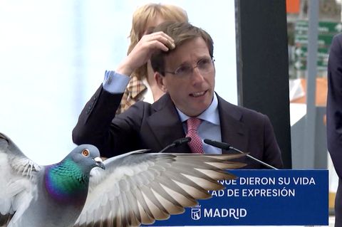 Taube macht Bürgermeister von Madrid auf den Kopf