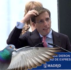 Taube macht Bürgermeister von Madrid auf den Kopf