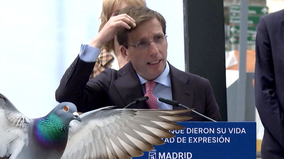Taube macht Bürgermeister von Madrid auf den Kopf