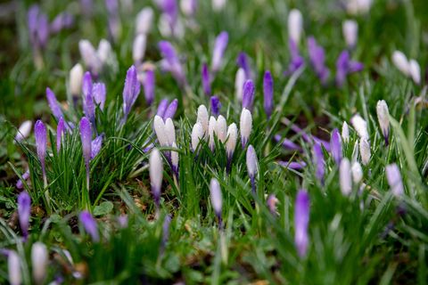In Niedersachsen und Bremen wird es in den kommenden Tagen frühlingshaft. (Symbolbild) Foto: Hauke-Christian Dittrich/dpa