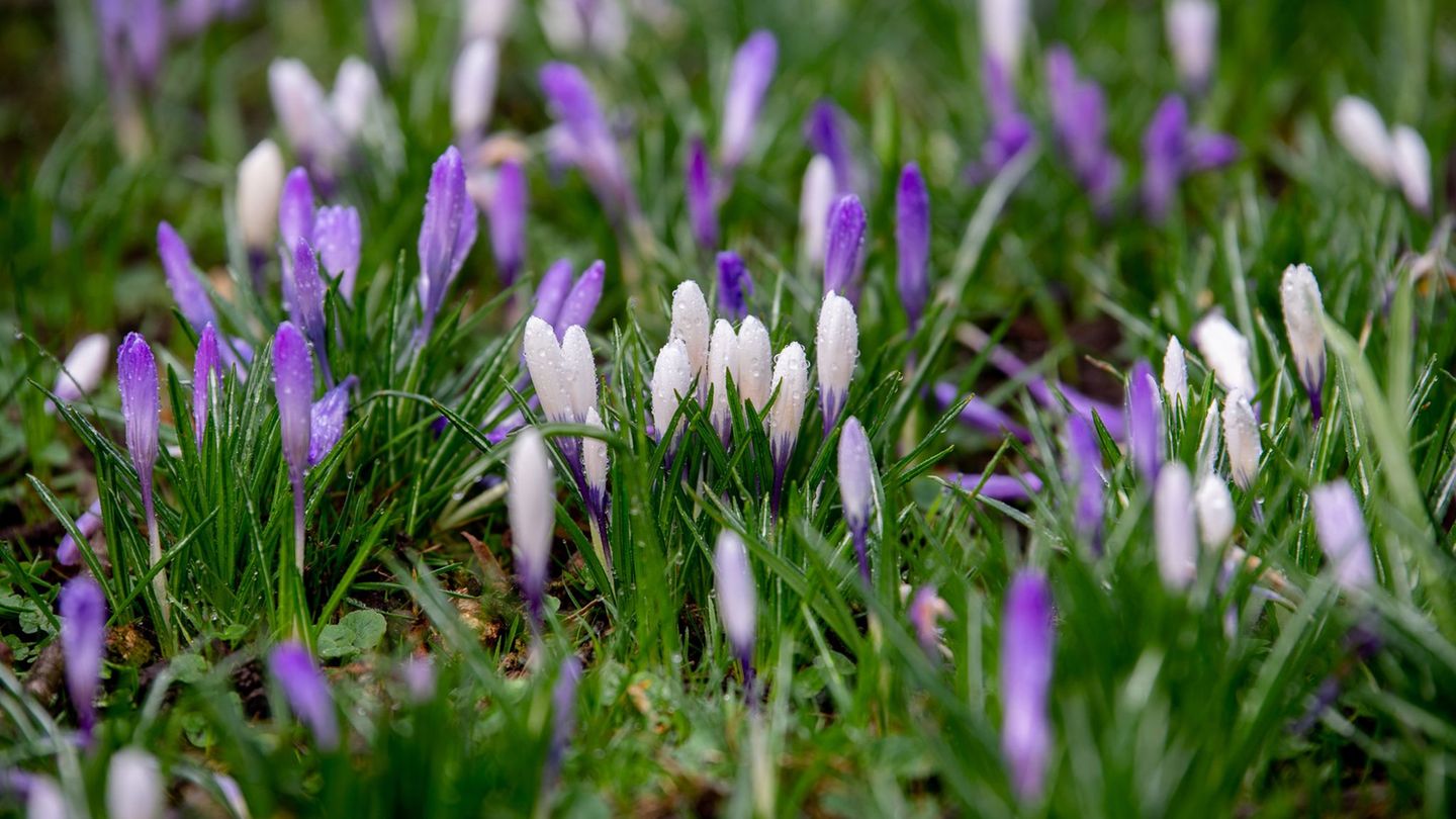 In Niedersachsen und Bremen wird es in den kommenden Tagen frühlingshaft. (Symbolbild) Foto: Hauke-Christian Dittrich/dpa