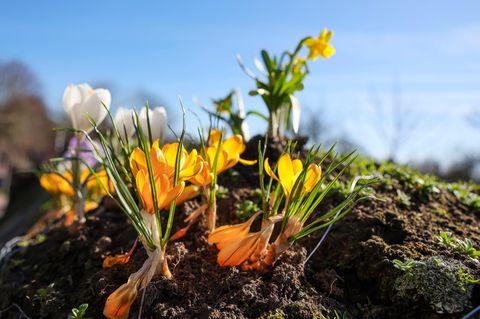 Symbolfoto für Wetter in Deutschland: Krokusse blühen auf dem Reetdach des Theehauses in Nieblum