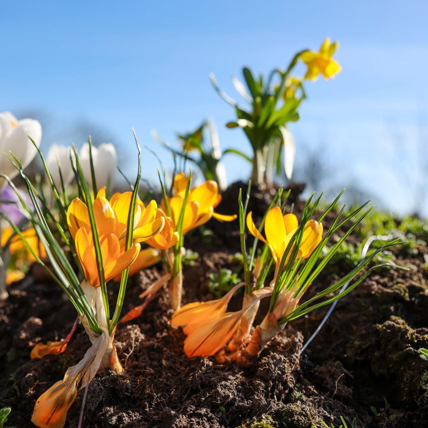 Symbolfoto für Wetter in Deutschland: Krokusse blühen auf dem Reetdach des Theehauses in Nieblum