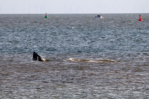 Laut Meeresschutzorganisation Sea Shepherd ist vor Travemünde ein Wal aufgetaucht. Demnach handelt es sich um einen alten Bekann