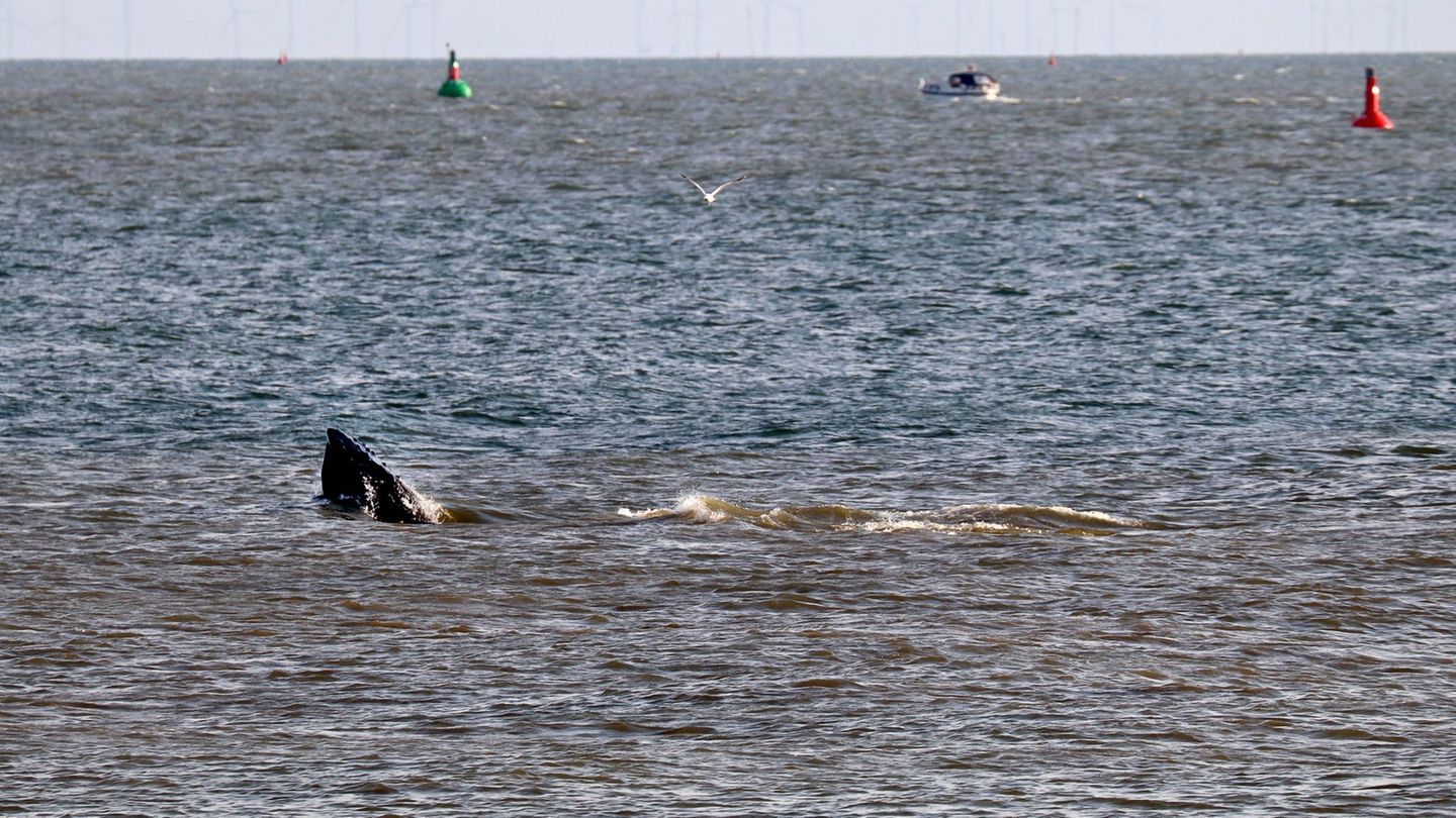 Laut Meeresschutzorganisation Sea Shepherd ist vor Travemünde ein Wal aufgetaucht. Demnach handelt es sich um einen alten Bekann