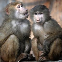 Die Frau soll Menschen bezahlt und damit beauftragt haben, Affen zu quälen (Symbolfoto)