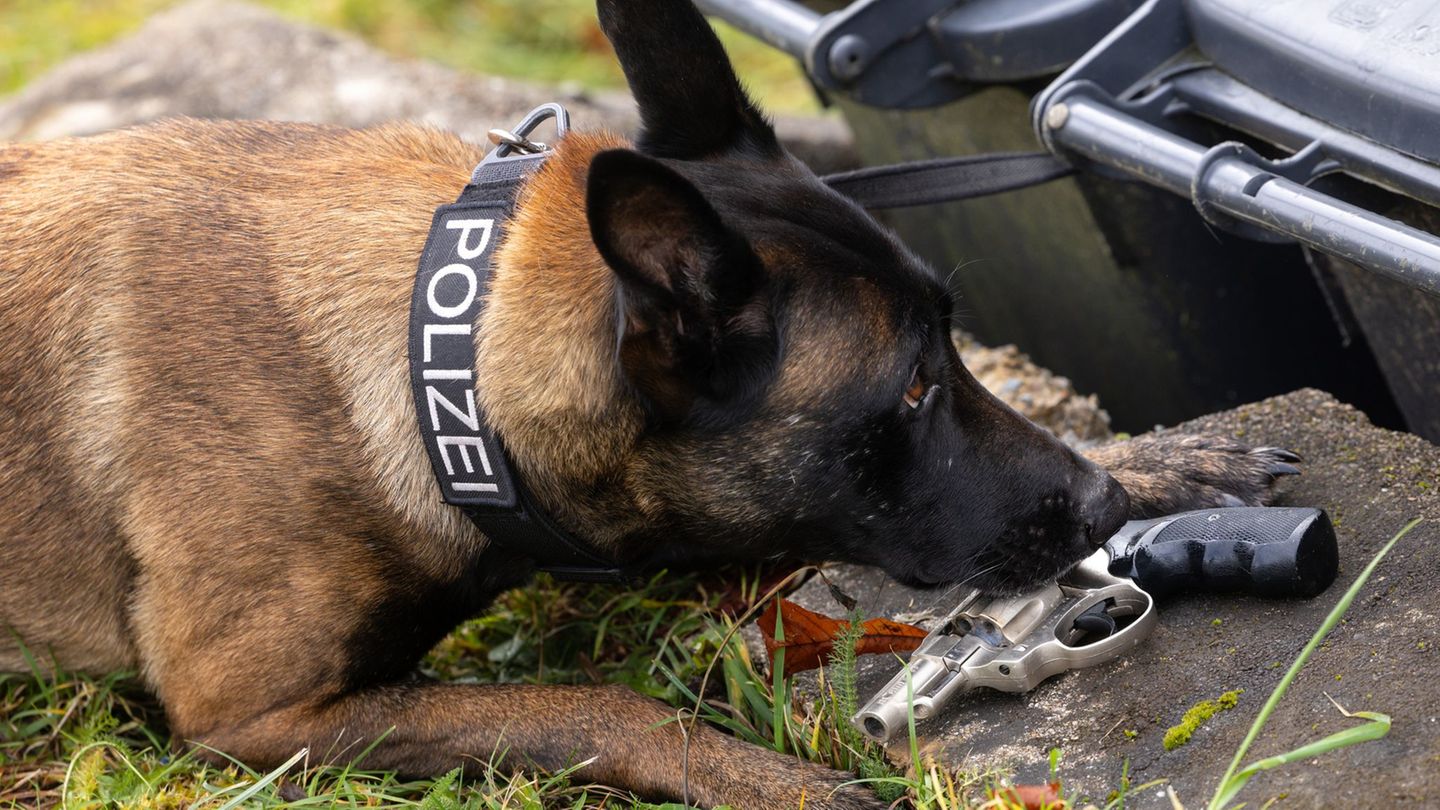 Die Thüringer Polizei verfügt aktuell über 75 Diensthunde. (Symbolbild) Foto: Michael Reichel/dpa