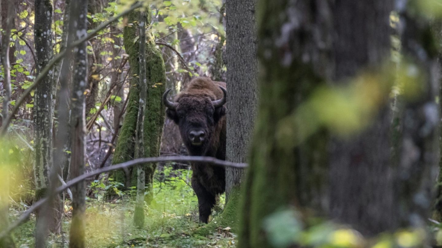Bison in Polen