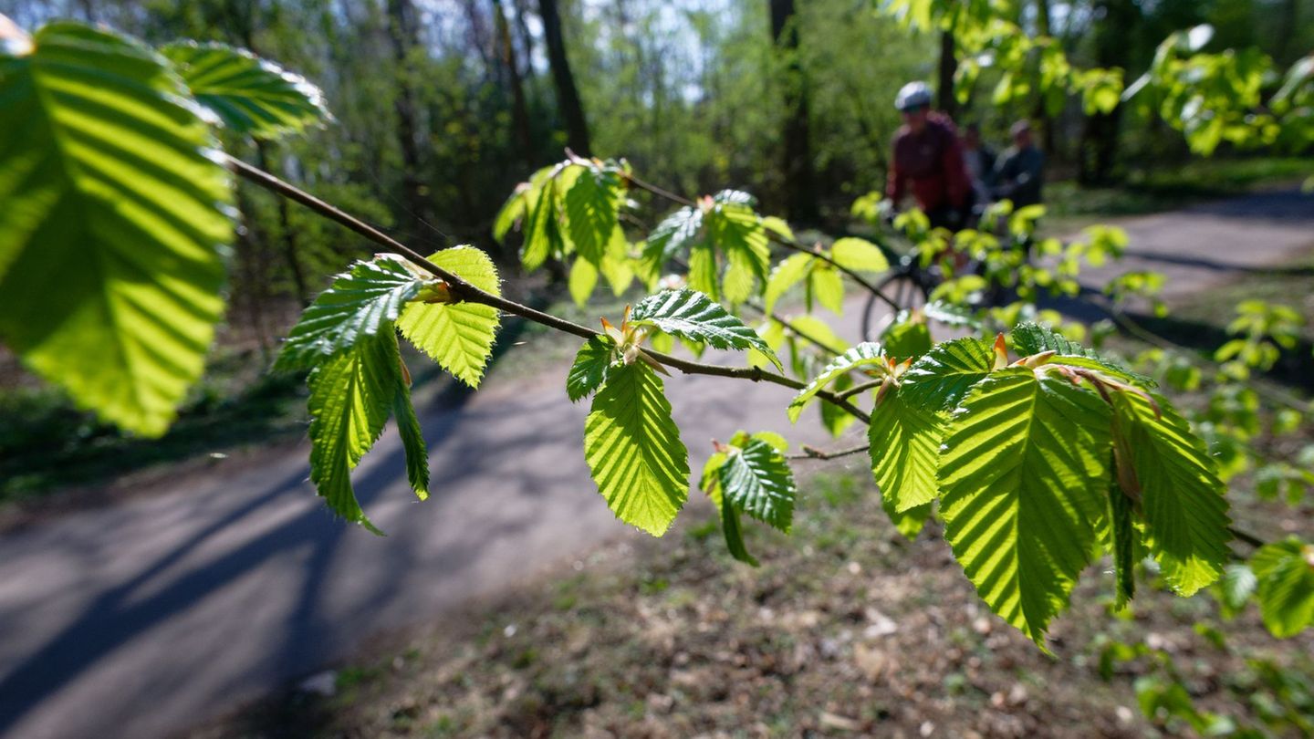Sonnenschein und lichtes Grün im Kölner Stadtwald. Die Woche startet mild, am Mittwoch kommt ein Wetterumschwung. Foto: Henning