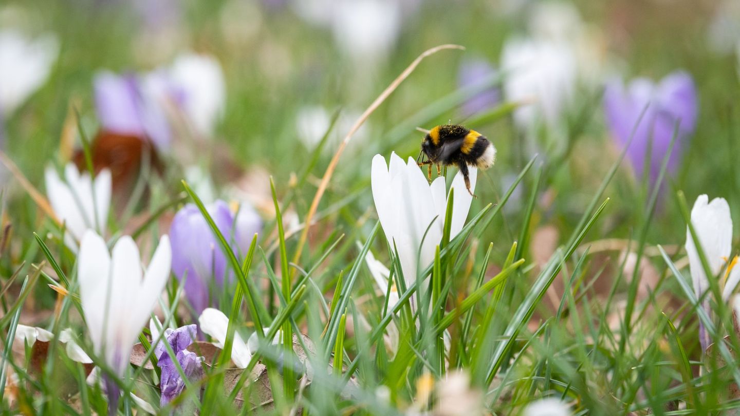 Hummeln gehören zu den wichtigsten Bestäubern – viele Arten sind jedoch selten geworden in Sachsen-Anhalt. (Archivbild) Foto: Ch