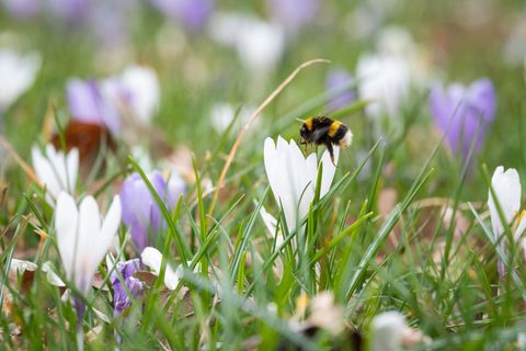 Hummeln gehören zu den wichtigsten Bestäubern – viele Arten sind jedoch selten geworden in Sachsen-Anhalt. (Archivbild) Foto: Ch