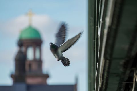 Tauben sorgen immer wieder für emotionale Diskussionen. (Archivbild) Foto: Andreas Arnold/dpa