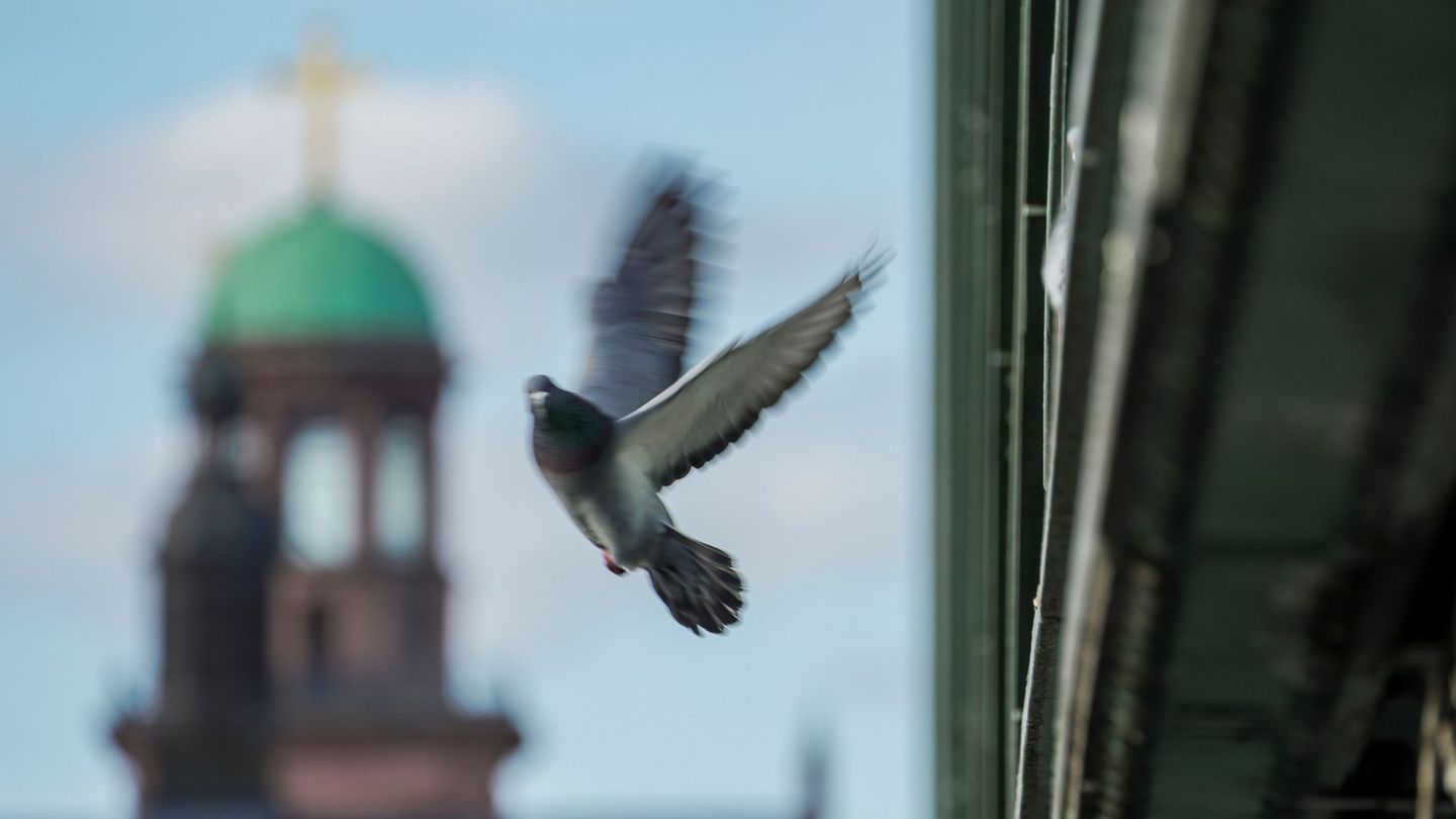 Tauben sorgen immer wieder für emotionale Diskussionen. (Archivbild) Foto: Andreas Arnold/dpa