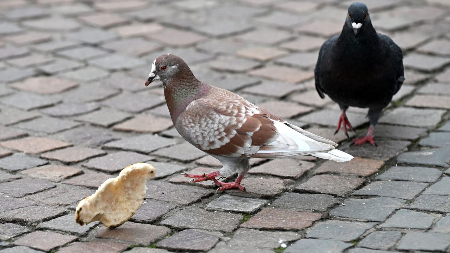Stadttauben können ganz verschiedenfarbige Gefieder haben. (Archivbild) Foto: Michael Brandt/dpa
