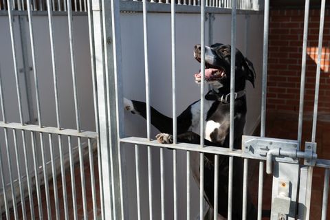 Die sächsischen Tierheime sehen sich mit finanziellen Engpässen und Platzproblemen konfrontiert (Archivbild). Foto: Sebastian Ka