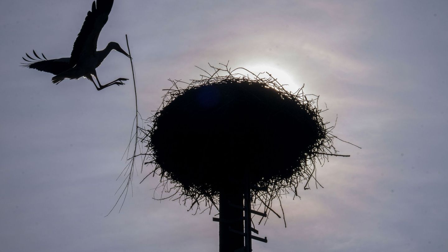 Vereinzelt kommt die Sonne durch, doch oft bleibt es Anfang der Woche bewölkt im Freistaat. (Archivbild) Foto: Pia Bayer/dpa