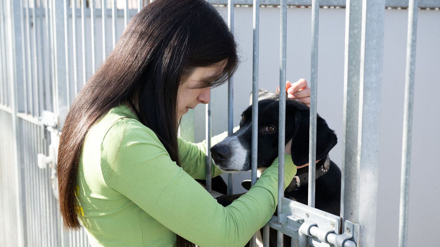 Auch im Tierheim Dresden finden manche Bewohner jahrelang keinen neuen Besitzer (Archivbild). Foto: Sebastian Kahnert/dpa