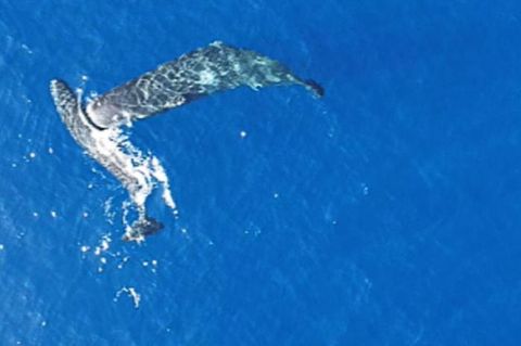 Ein junger Pottwal rammt einen anderen seitlich mit dem Kopf. Foto: -/Association Tursiops/dpa