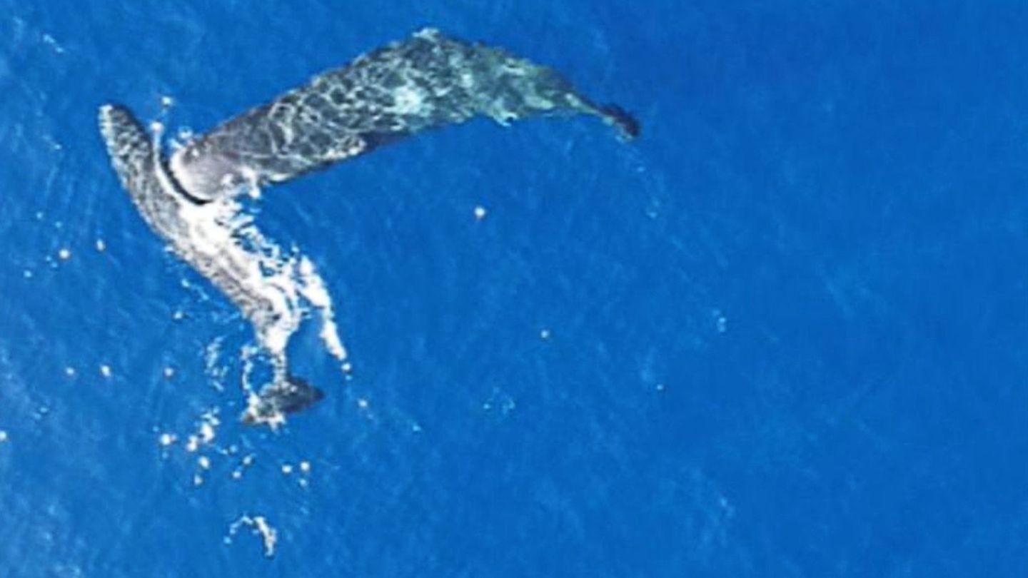 Ein junger Pottwal rammt einen anderen seitlich mit dem Kopf. Foto: -/Association Tursiops/dpa