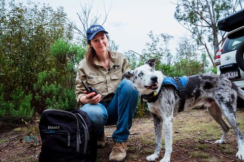 Der Australian Koolie namens Bear hat in seiner Spürhund-Laufbahn mehr als 100 in Not geratene Koalas aufgespürt. Romane Cristes