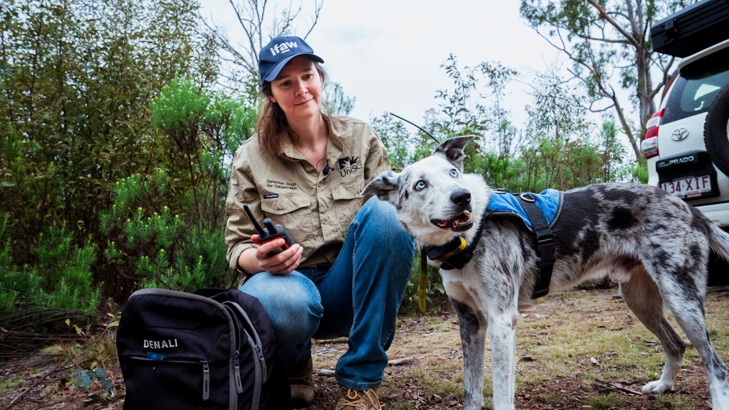 Der Australian Koolie namens Bear hat in seiner Spürhund-Laufbahn mehr als 100 in Not geratene Koalas aufgespürt. Romane Cristes