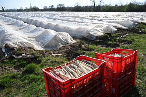 Teure Handarbeit: Spargelanbau in Deutschland. (Archivbild) Foto: Michael Brandt/dpa
