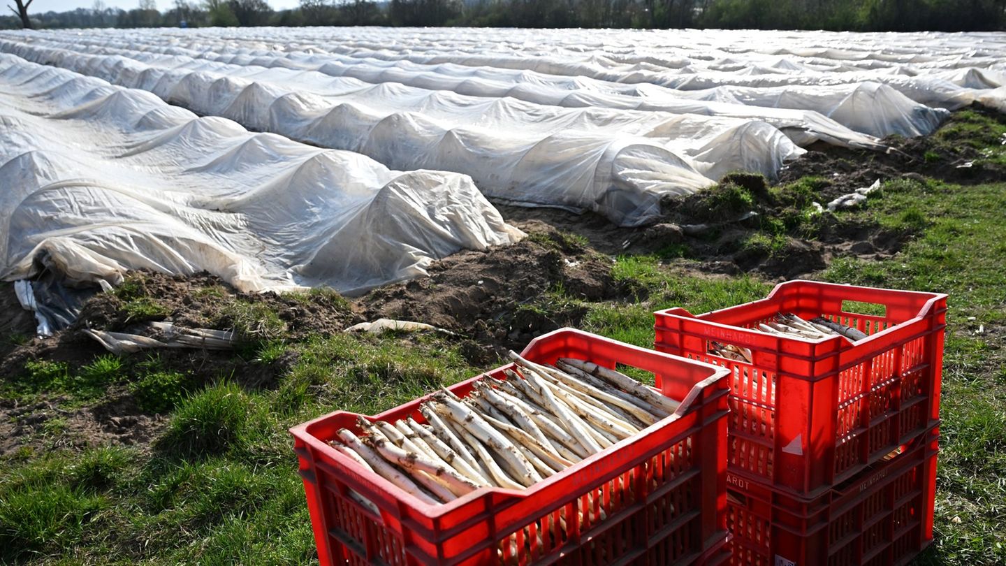 Teure Handarbeit: Spargelanbau in Deutschland. (Archivbild) Foto: Michael Brandt/dpa