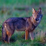 Wolf Einzeltier Abwanderung