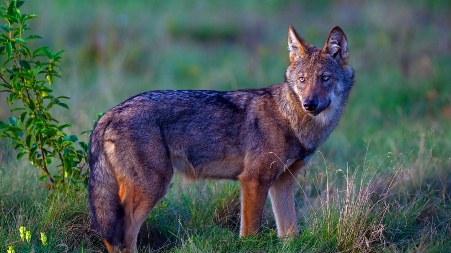 Wolf Einzeltier Abwanderung