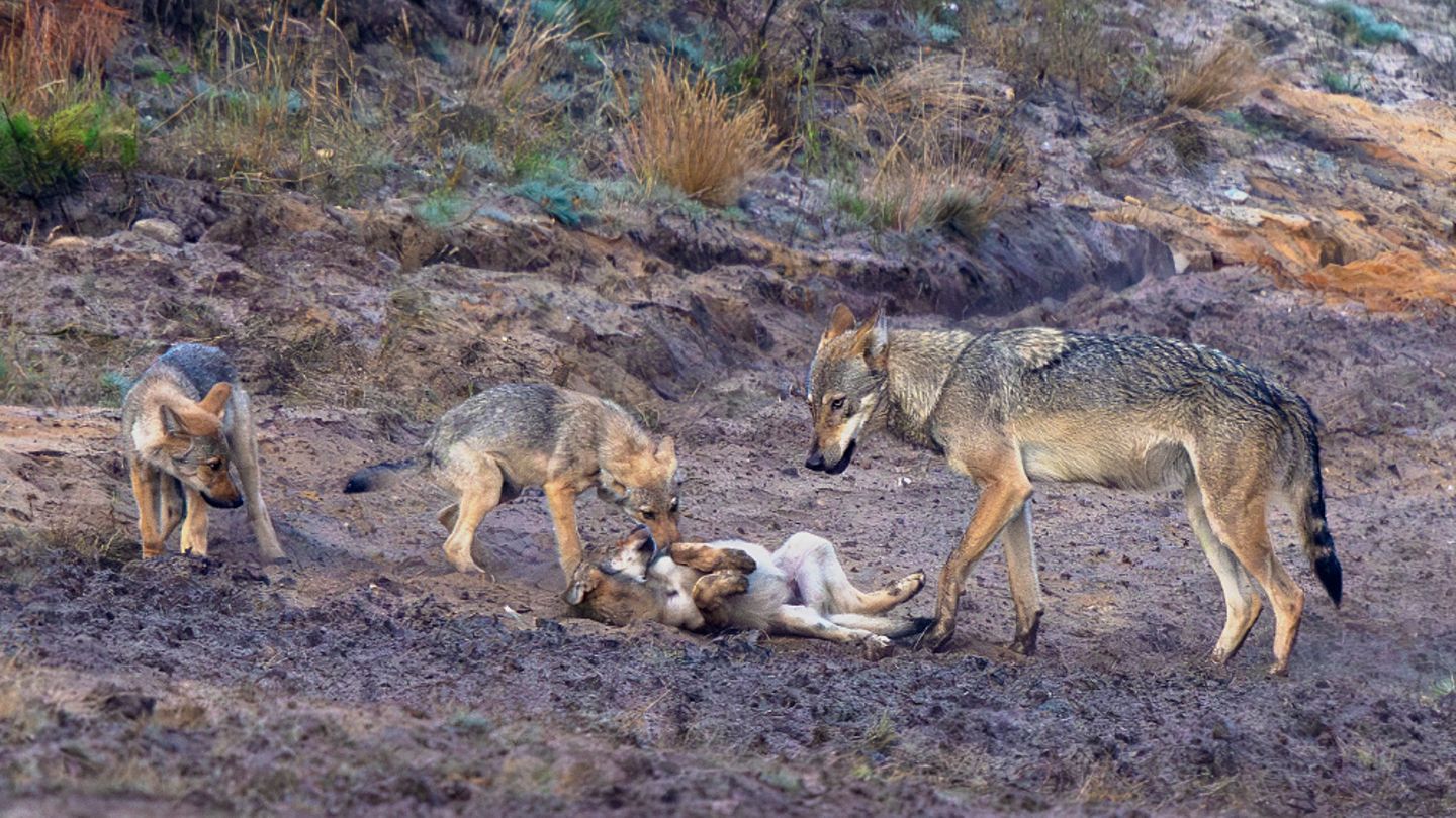 Ausgewachsener Wolf mit drei Jungtieren