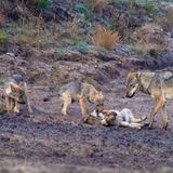 Ausgewachsener Wolf mit drei Jungtieren