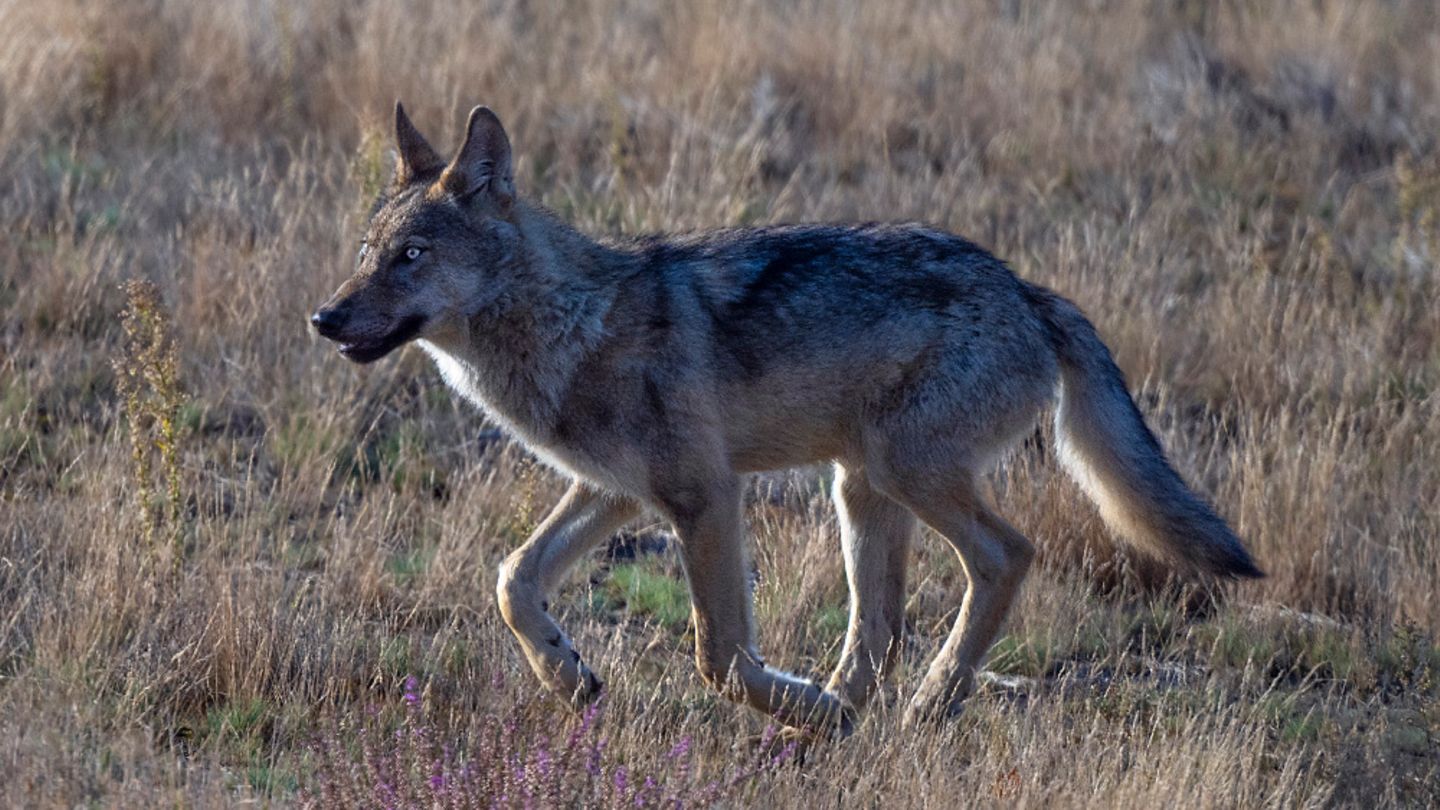 Wolf gut entwickelter Jungwolf