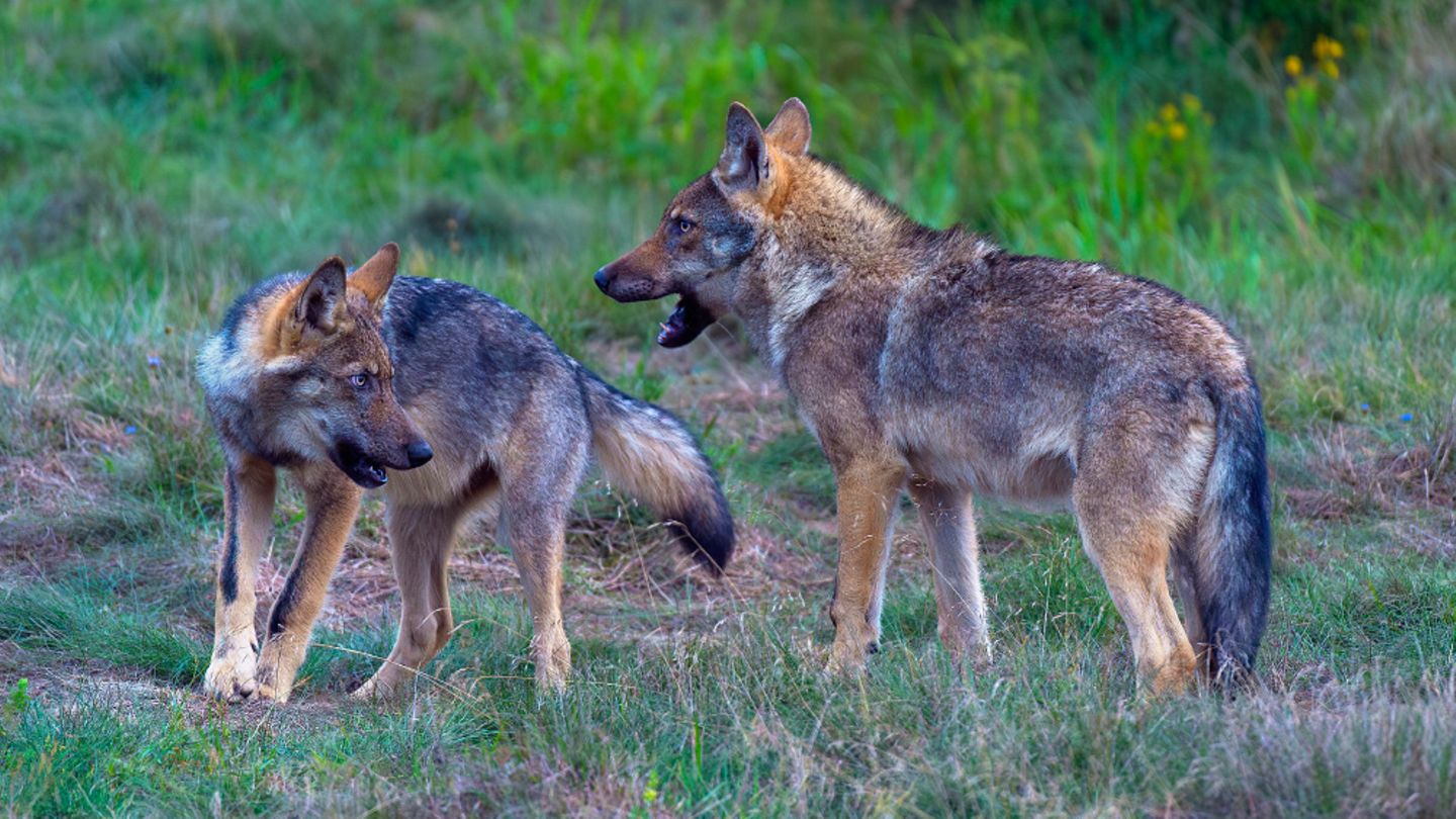 Wolf zwei ältere Welpen