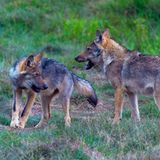 Wolf zwei ältere Welpen