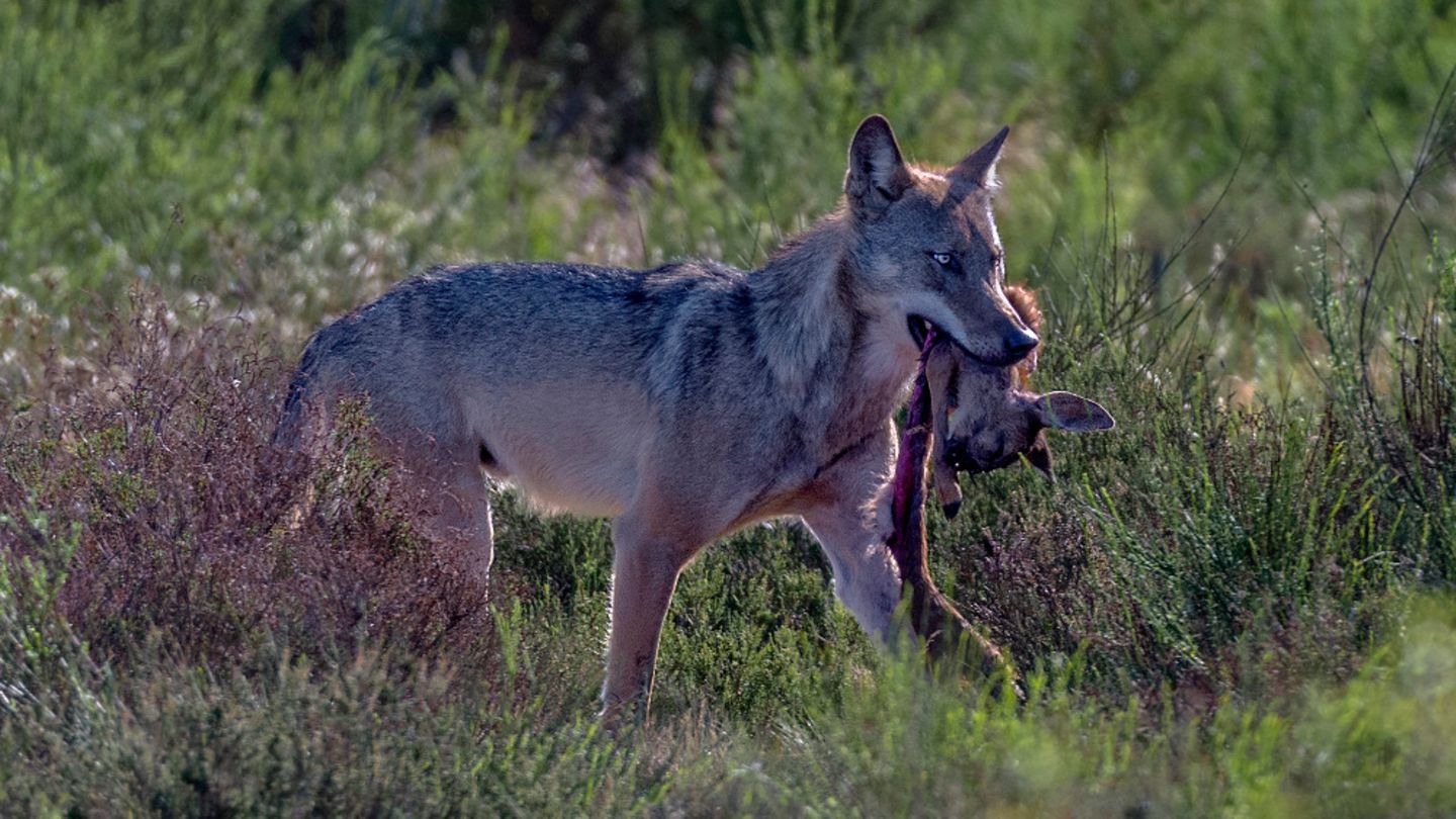Wolf trägt ein kleines Reh