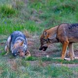 Wolf Altwolf fletscht die Zähne