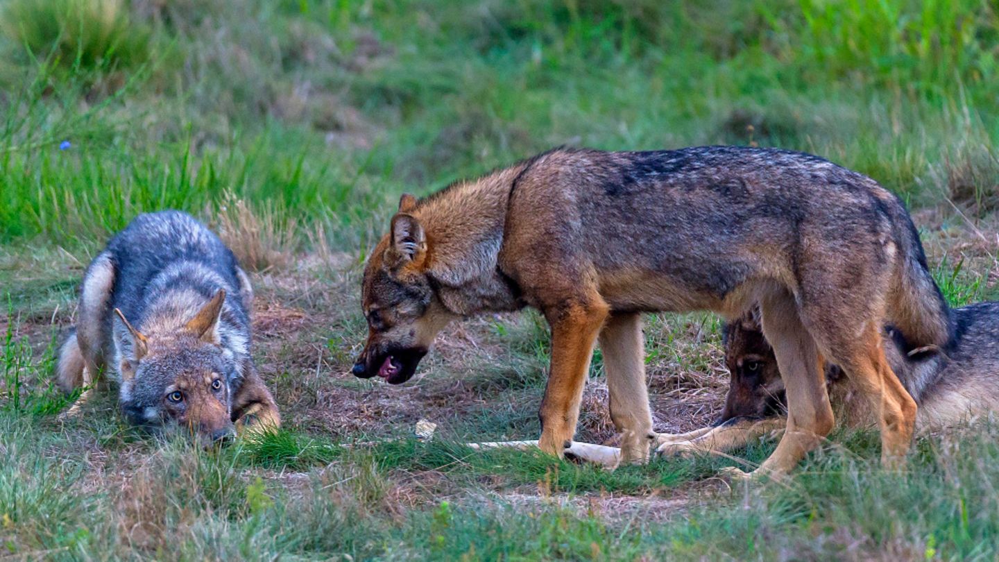 Wolf Altwolf fletscht die Zähne