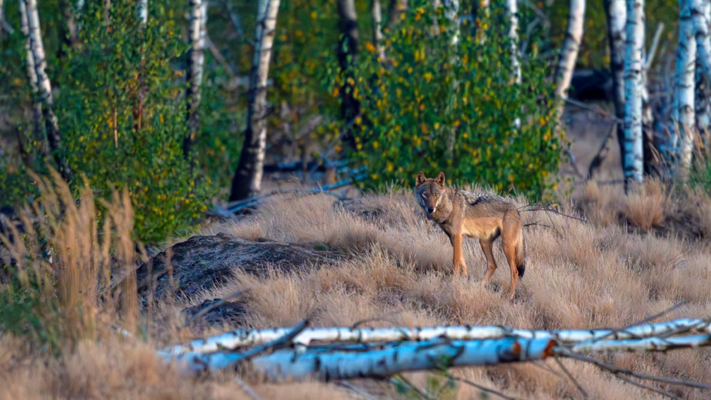 Wolf steht auf kleinem Hügel