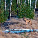 Wolf steht auf kleinem Hügel